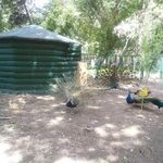 باغ پرندگان پارک شهر