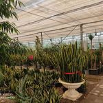 گل عرشیا