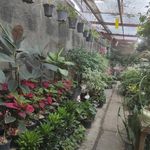 گل عرشیا
