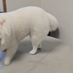 آرایشگاه حیوانات خانگی ادریس پت گرومینگ