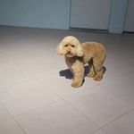 آرایشگاه حیوانات خانگی ادریس پت گرومینگ