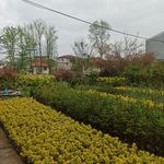 پرورش گل و گیاه کاپیتان