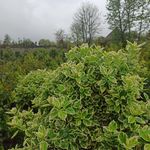 پرورش گل و گیاه کاپیتان