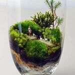 بندرعباس گلفروشی گل سنگ