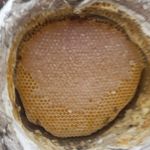 عسل طبیعی امیر بامداد