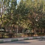 بوستان ارغوان