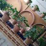 کبابی همهمه (پیک رایگان)
