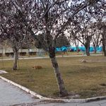 بوستان گلسار