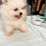 دامپزشکی اطلس وت