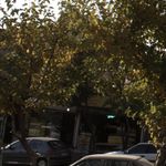 سوپر نان بربری ستوده