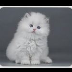 پت شاپ قلعه حیوانات