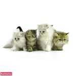 دامپزشکی ونک