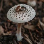 آتلیه تخصصی عروس سپنتا