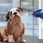 خدمات خونگیری از حیوانات در منزل پروبا