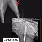 کلینیک دامپزشکی جانا