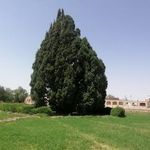 درخت سرو ۴۵۰۰ ساله ابرکوه