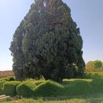 درخت سرو ۴۵۰۰ ساله ابرکوه