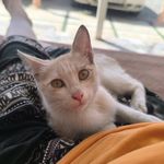 مهسا گل محمدی