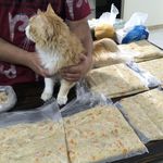 مهسا گل محمدی