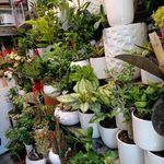 گل طلای سبز