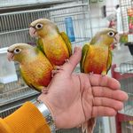 طوطی کده فرشاد
