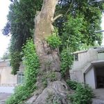 آبشار اسفجیر