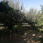 باغ حاجی جعفر خان احمدی