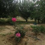 باغ حاجی جعفر خان احمدی