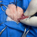 درمانگاه دامپزشکی های پت