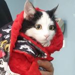 بیمارستان دامپزشکی پتشاپ شبانه روزی الیت