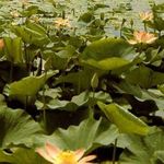 مرداب کندوچال