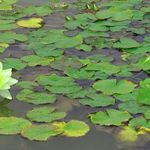 مرداب کندوچال