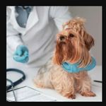 بیمارستان دامپزشکی پتشاپ شبانه روزی الیت