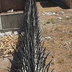 حفاظ شاخ گوزنی