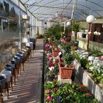 نمایشگاه گل یخ