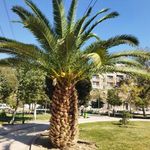 بوستان اقاقیا