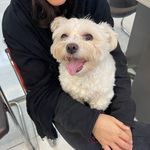 درمانگاه دامپزشکی های پت