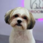 خدمات آرایشگری حیوانات خانگی عرب حلوایی