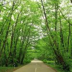 پارک جنگلی گیسـوم (درستکار)