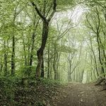 پارک جنگلی گیسـوم (درستکار)