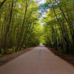 پارک جنگلی گیسـوم (درستکار)