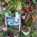 گل فروشی رکس فلورا