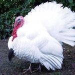 نانوفناوران گیتی دام