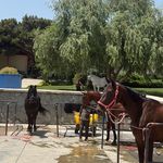 آکادمی سوارکاری ویرا