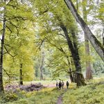 جنگل های هیرکانی