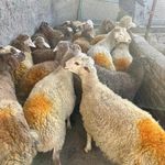گوسفند زنده دام مدرن