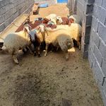 مجموعه عرضه دام و مرغ خروس دشتی