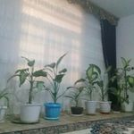 منزل اجاره ای