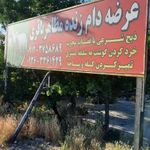 عرضه دام زنده مظاهر باقری