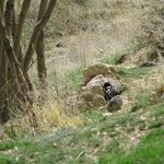 پارک ملی بمو